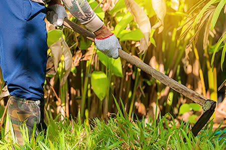 Man weeding his garden with hoe. Adult male digging weed in his lawn.