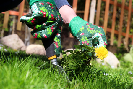 A man pulling dandelion / weeds out from the grass