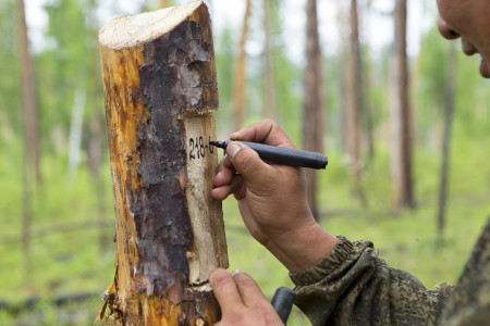 outdoor worker marking a tree