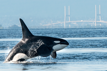 Large whale in Vancouver Harbor