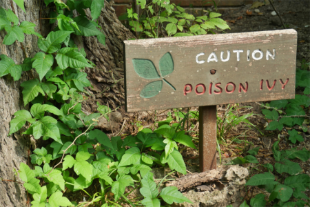 Sign on forest floor reads, 