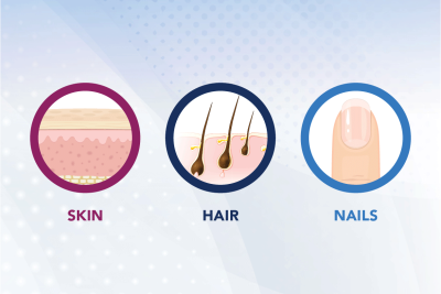 Illustration of skin, hair, and nails